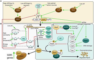 New layers of regulation of the general stress response sigma factor RpoS